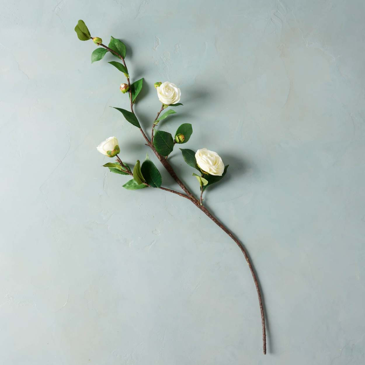 Camellia Stem | Magnolia