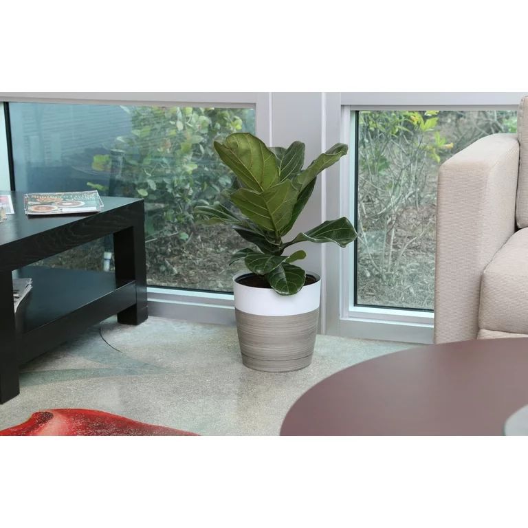 Costa Farms  Live Indoor 22in. Tall Green Fiddle Leaf Fig; Bright, Indirect Sunlight Plant in 10i... | Walmart (US)