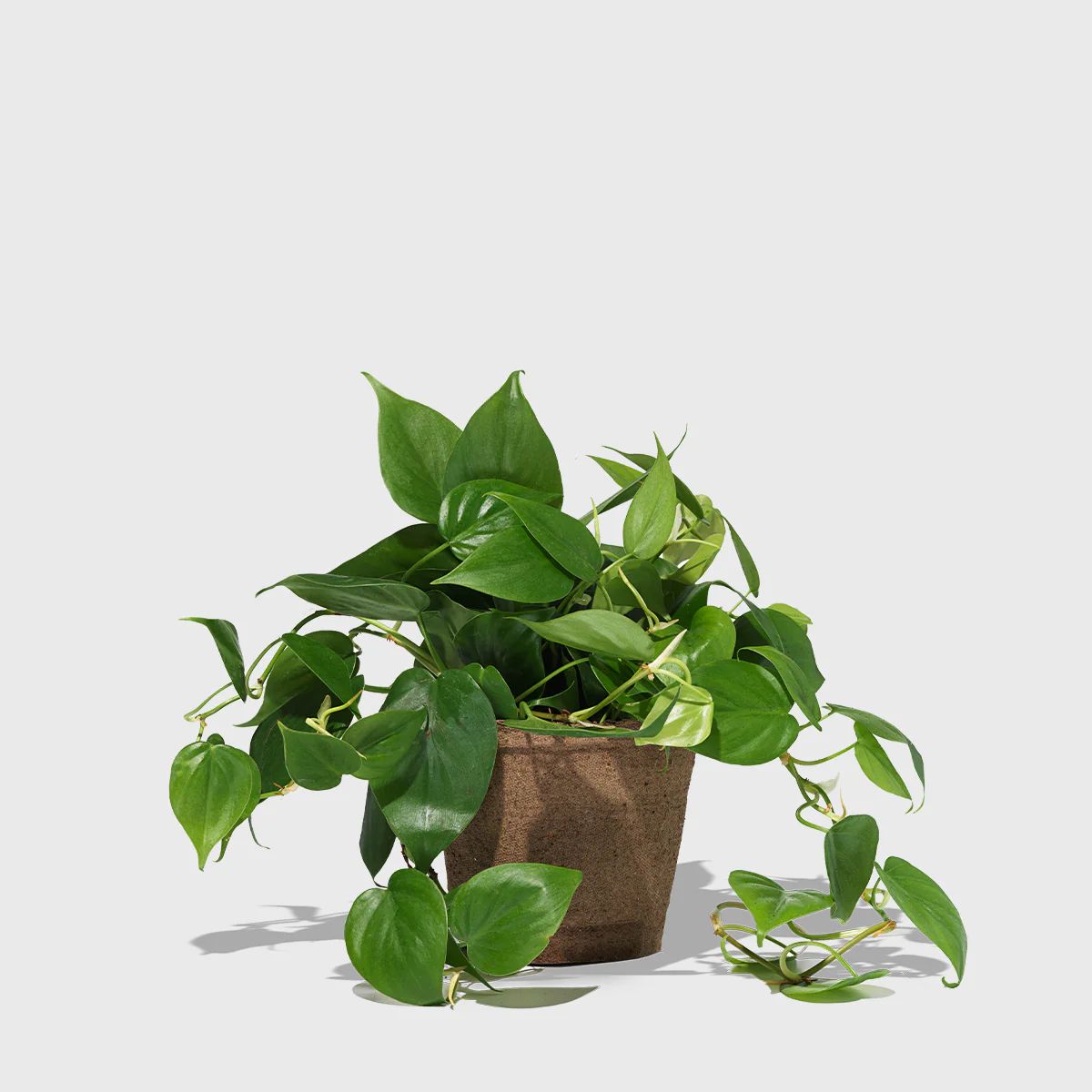 Heartleaf Philodendron 6" | Public Goods