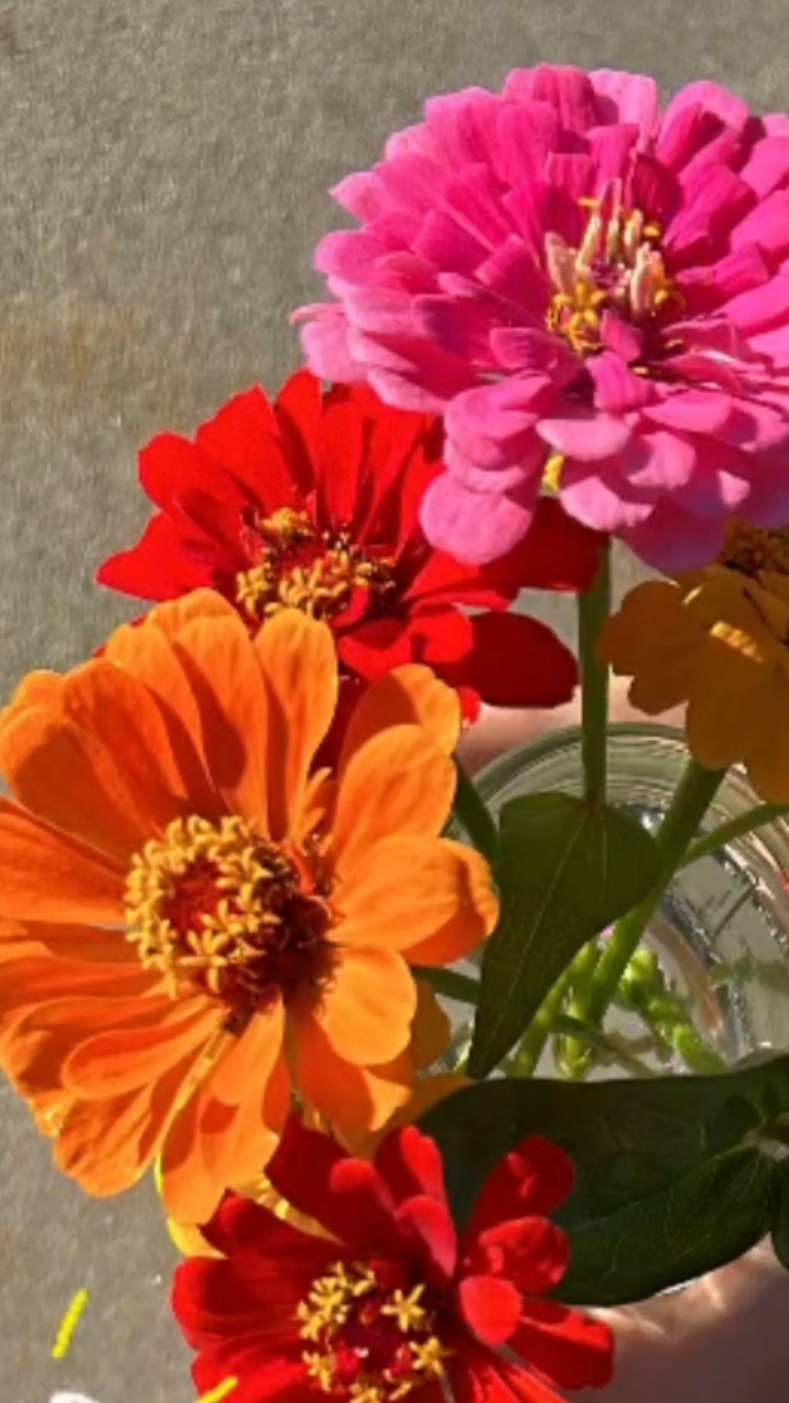 Easy flowers to grow! I started last year with zinnias and they are so easy!

#LTKSeasonal #LTKHome #LTKSpringSale