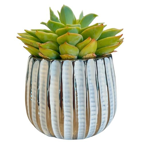 Admired by Nature 4" Ceramic Flower Decorative Planter for Indoor Plant Succulent Plant Home Décor, Lightweight, White | Amazon (US)