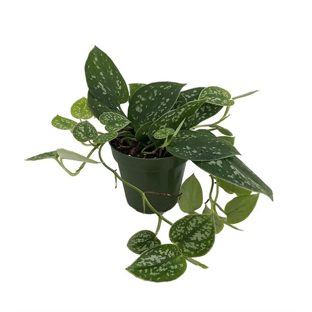 Rare Silver Cloud Philodendron - Scindapsus pictus - EASY - 4" Pot - Collector's | Walmart (US)