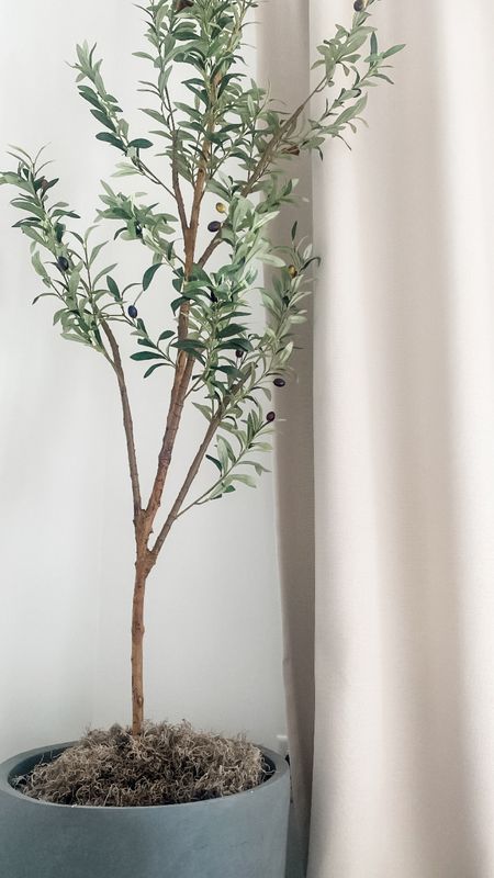 Amazon faux olive tree 🫒 
•
•
•
#amazonfauxolivetree #bestfauxolivetree #fauxplants #homedecor 

#LTKHome #LTKFindsUnder50 #LTKFindsUnder100