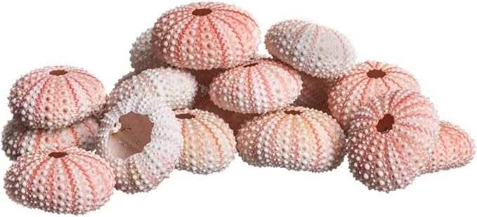 Nautical Crush Trading Sea Urchins Shells for Air Plants - 25 Pink (1-2") Sea Urchin Shells - Han... | Amazon (US)