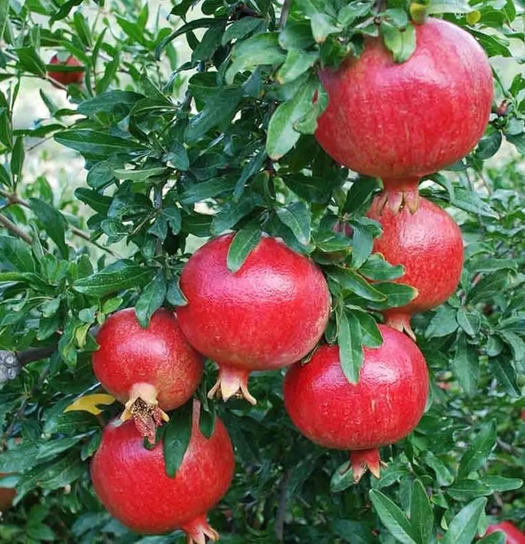 Dwarf Pomegranate in 4" Pot Punica Granatum ‘nana - Etsy | Etsy (US)