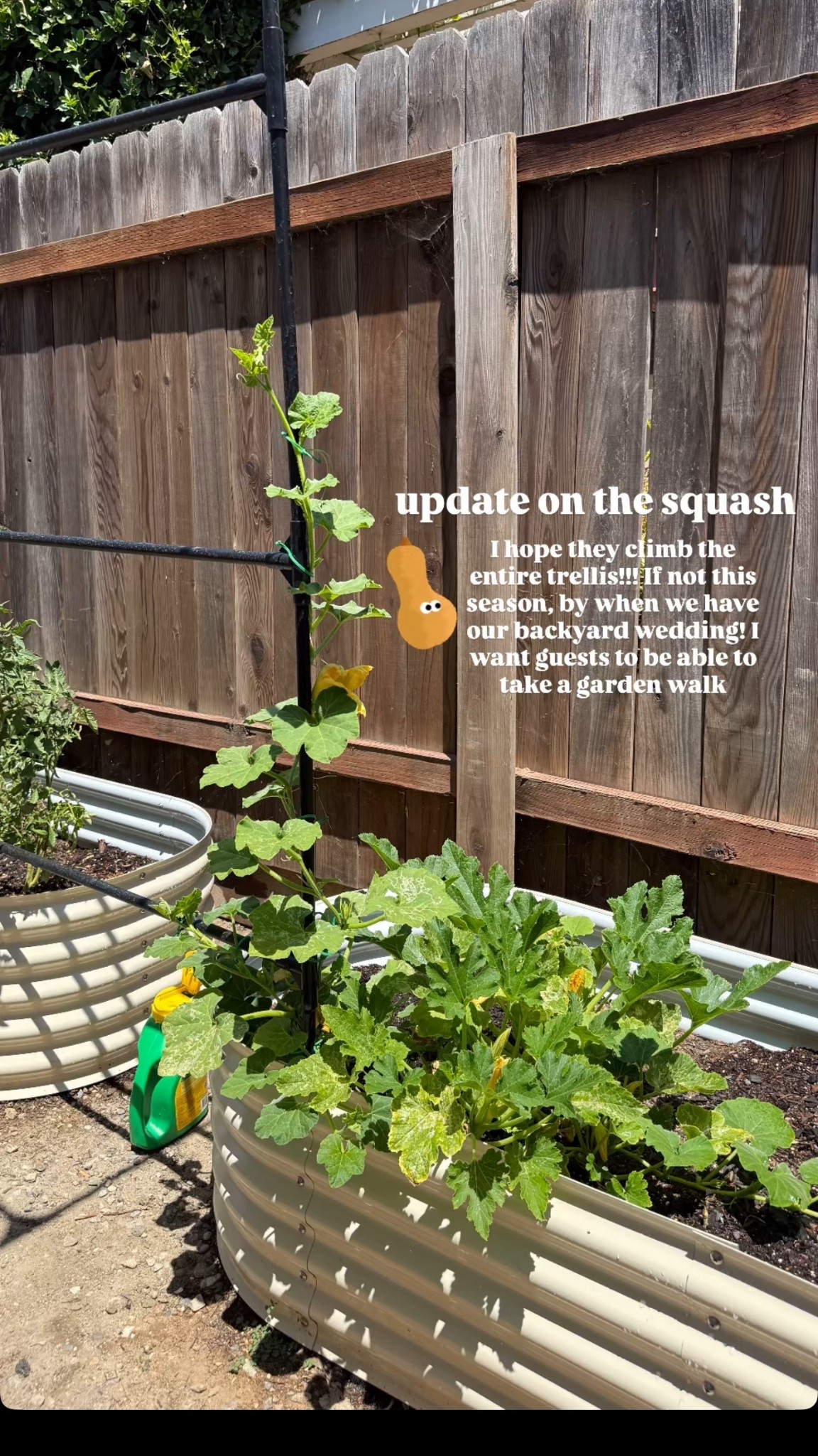 I love these training hooks for my squash!!! Squash have vines to help them climb but since they are young it’s best to train them on the trellis first!! Here’s my progress🥹 Can’t wait for these to be huge soon! The perfect addition to my garden 

#LTKFamily #LTKHome #LTKSeasonal
