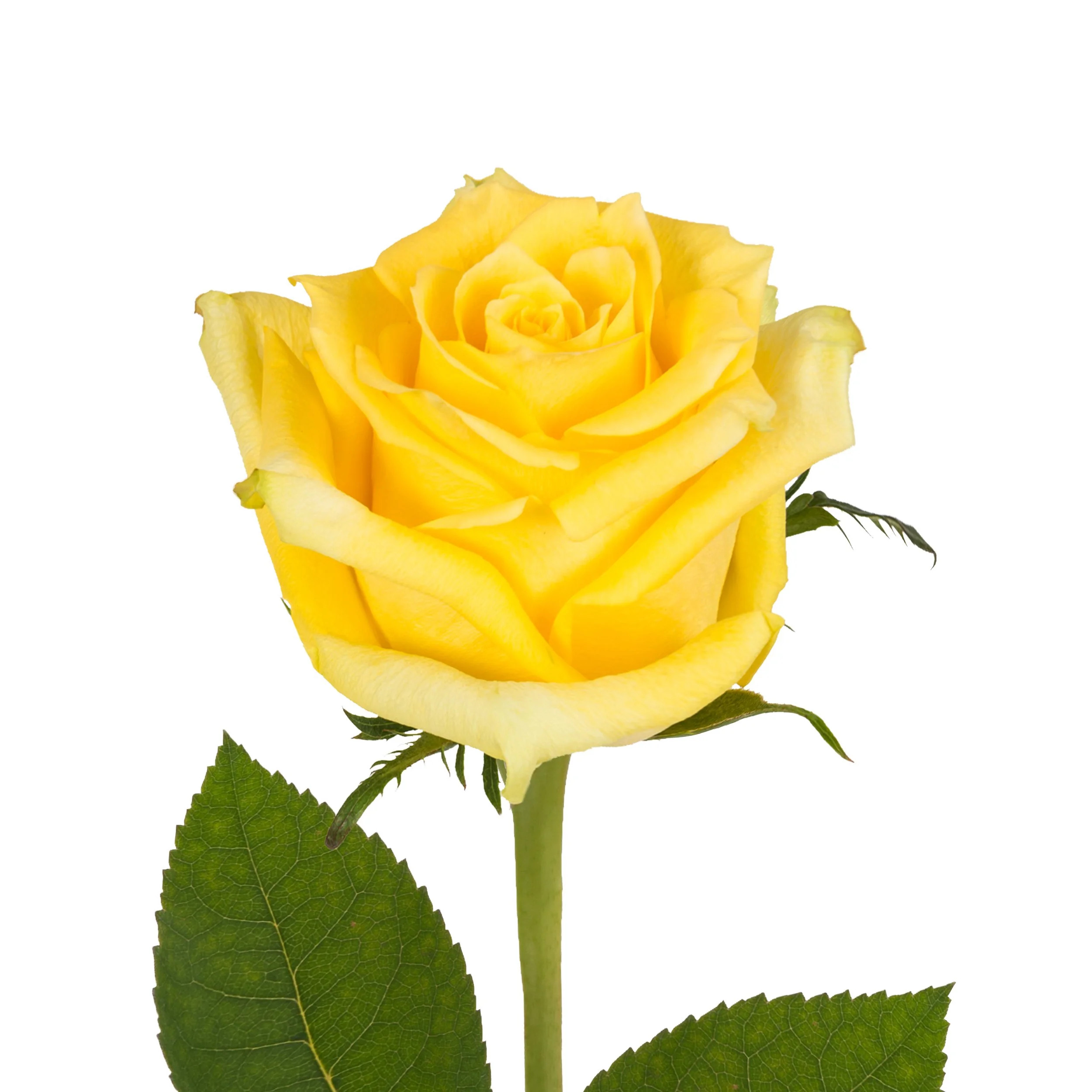 Yellow Roses 60 cm - Fresh Cut - 100 Stems | Walmart (US)