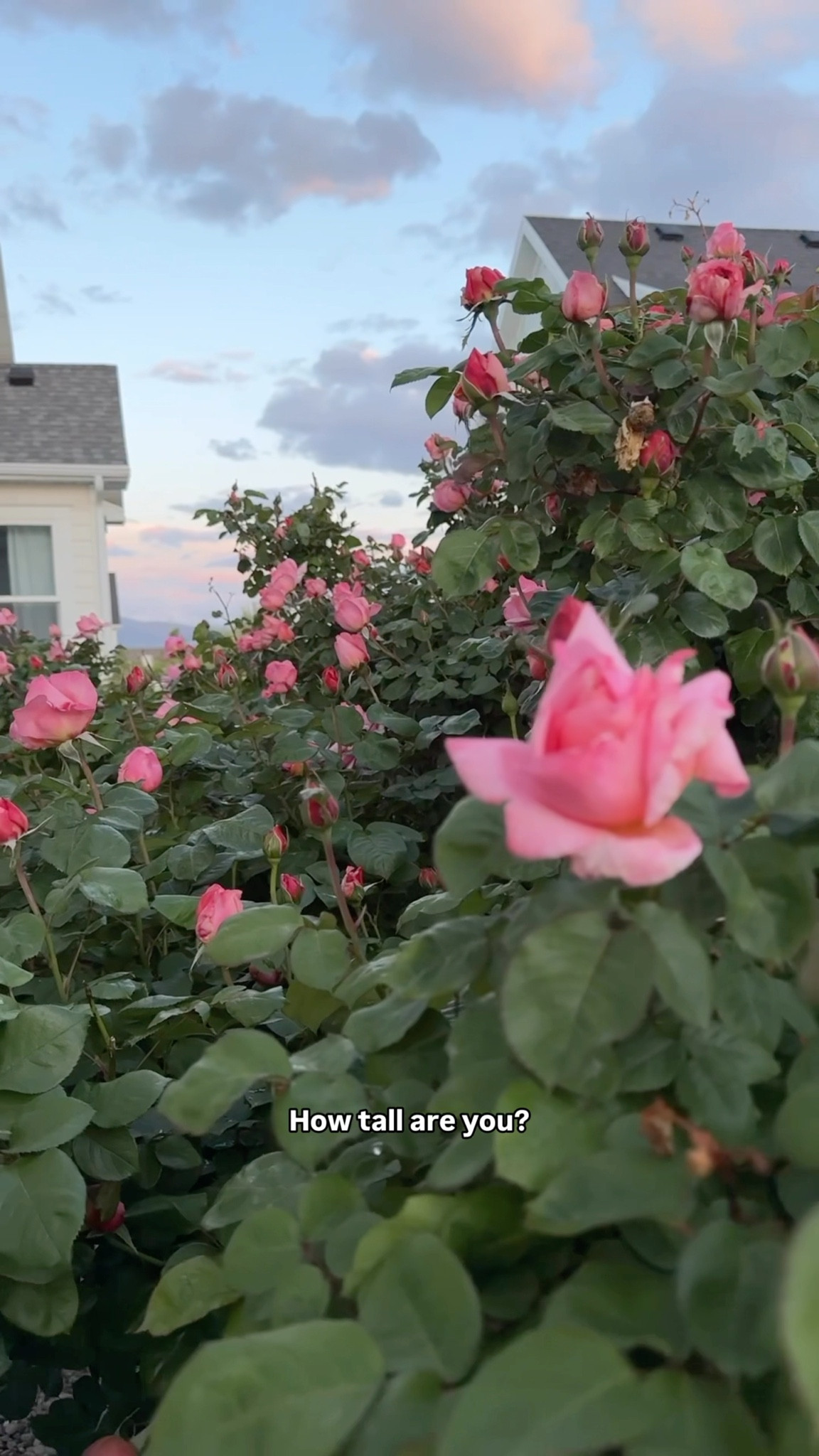Favorite garden cut roses! Amazing fragrance, strong, stems, disease and pest resistant, not annoying with my alkaline soil that kills everything, the list goes on… I grow in Utah in a high desert high UV environment in the Rockies  