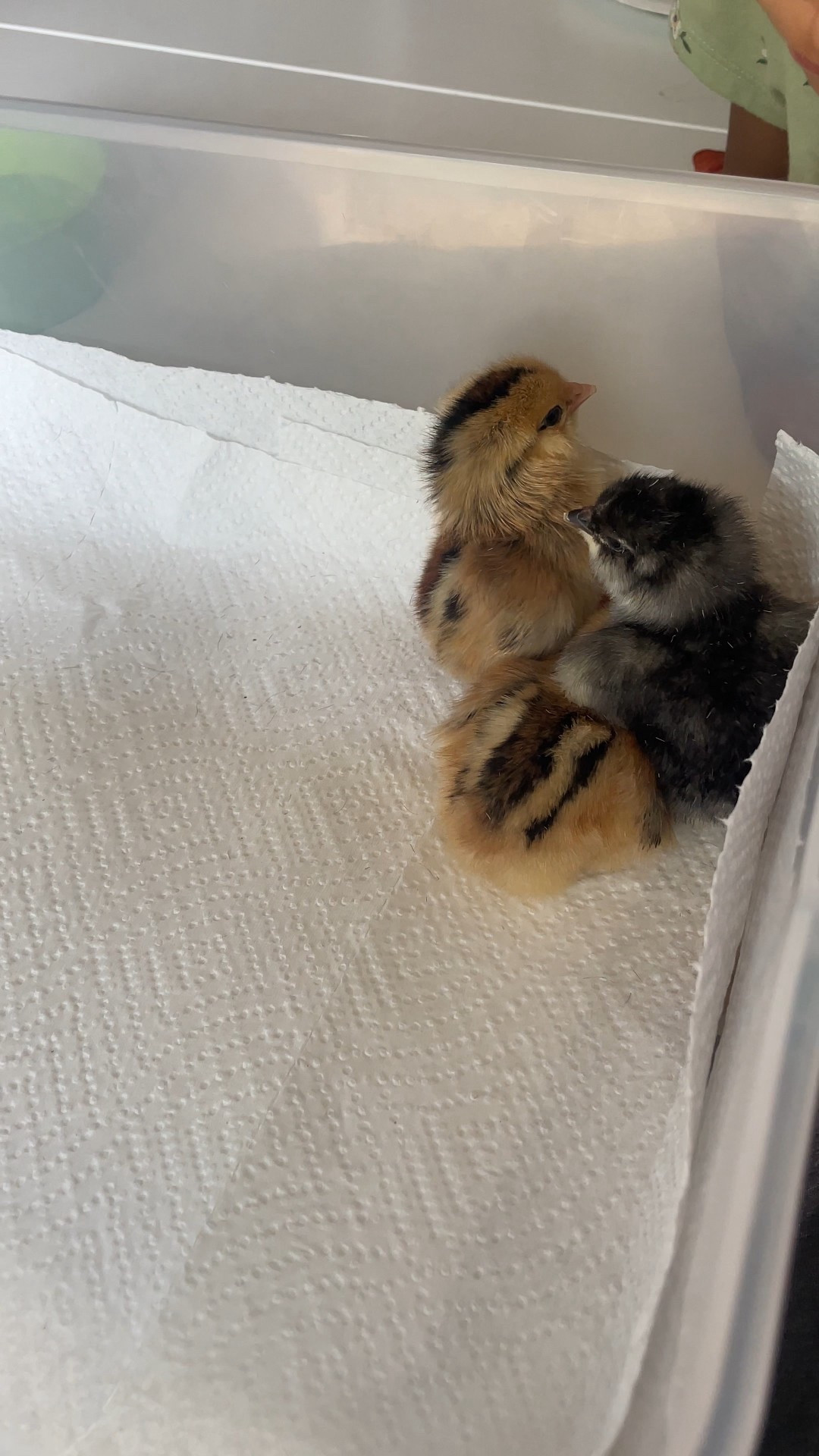 Our family has had lots of excitement with our baby being born in April. But we also had more new life on our homestead. We’ve had baby chicks hatch out and this year we decided to bring them indoors. Last year we didn’t and none of the chicks lasted long. We started with 3 and now have 7 little chicks. Shop this post for all our baby chick care supplies 🐣 #homestead #babychicks #chickencare 

#LTKFamily #LTKHome