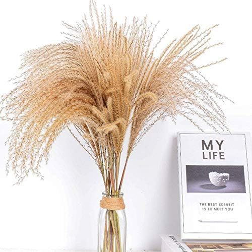 60 Pcs Natural Dried Pampas Grass Reed Grass Plume Dried Flower Phragmites Communis for Wedding F... | Amazon (US)