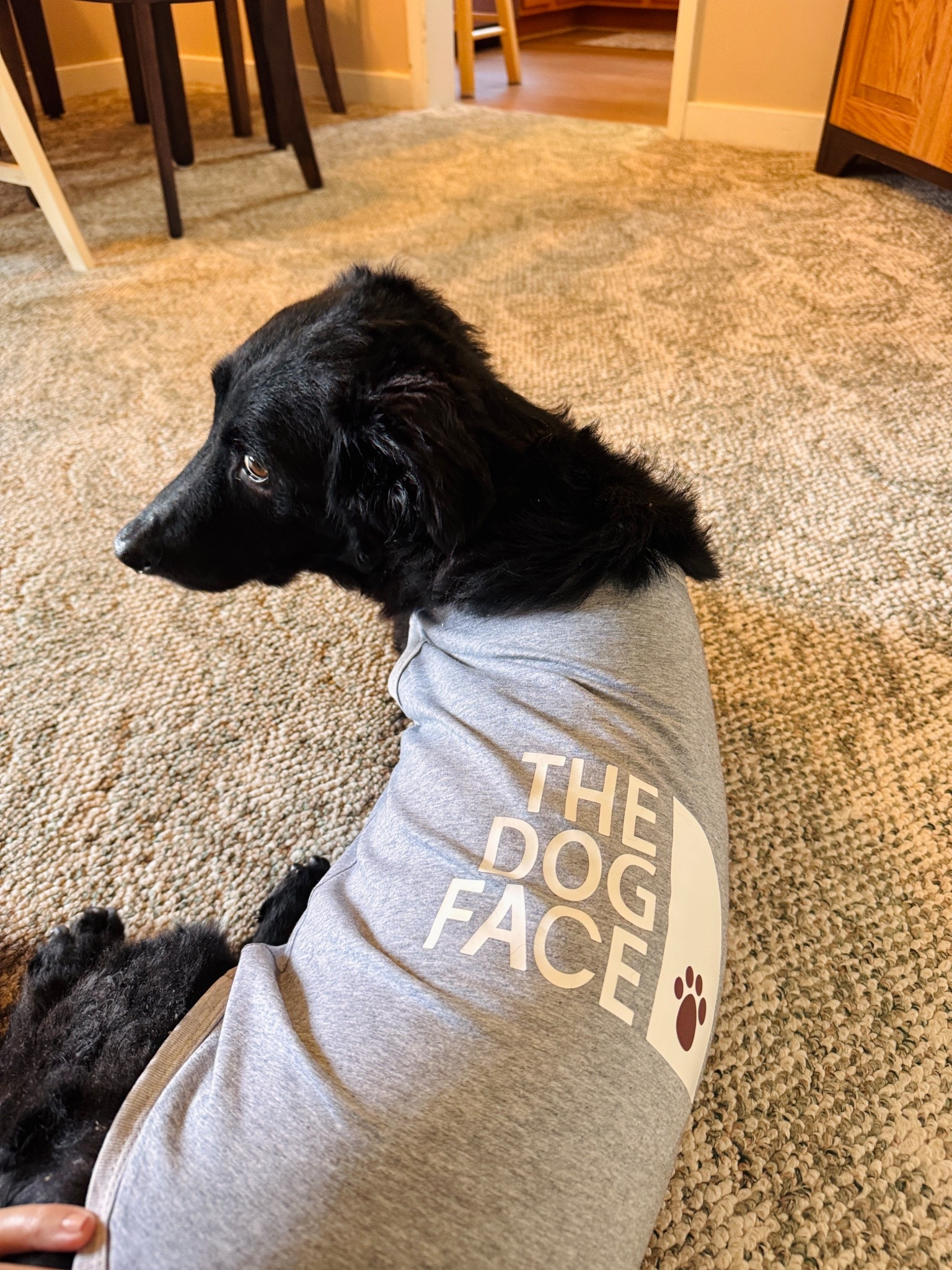 🐾 Oh! I just love this soft and lightweight shirt for my furry baby! And it’s so affordable too! 

#LTKFamily #LTKPets