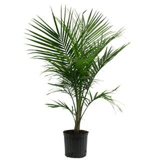 10 in. Majesty Palm Ravenea Plant | The Home Depot