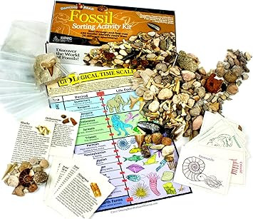 DANCING BEAR Fossil Collection Sorting Activity Kit with Over 100 Pcs (More Than 20 Different Fos... | Amazon (US)