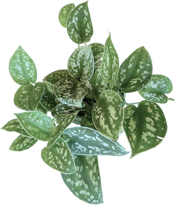 Pothos Live Indoor Plant, 4 inch Pot, Variegated White and Green Leaves - Easy to Care for - Perf... | Amazon (US)