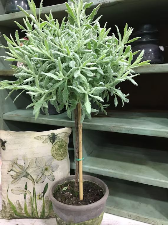 Live Plants-goodwin Creek Lavender Tiny Topiary 12 - Etsy | Etsy (US)