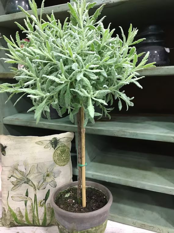 Live Plants-goodwin Creek Lavender Tiny Topiary 12 | Etsy | Etsy (US)