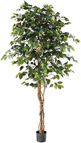 Nearly Natural 5209 Ficus Silk Tree, 6-Feet, Green | Amazon (CA)