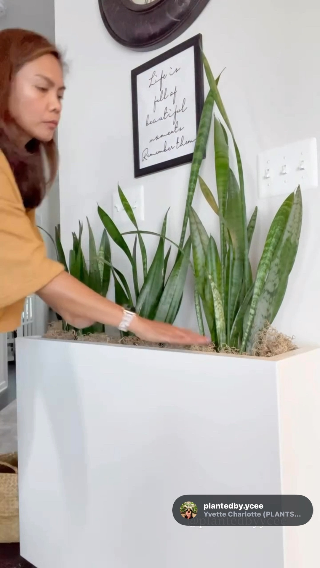 Simple planter styling that makes a difference 🌿


#LTKSpringSale #LTKHome