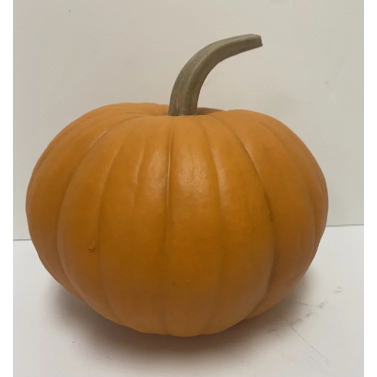 Long Stem Pumpkin | Wayfair North America