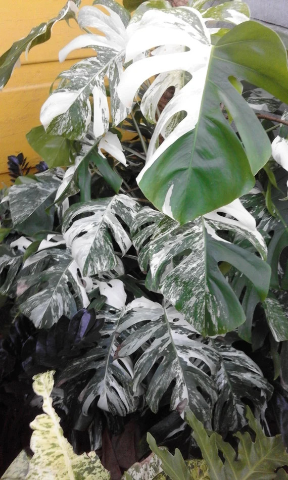 NEW Huge Leaves Monstera 'Variegata' - HARD to FIND | Etsy (US)