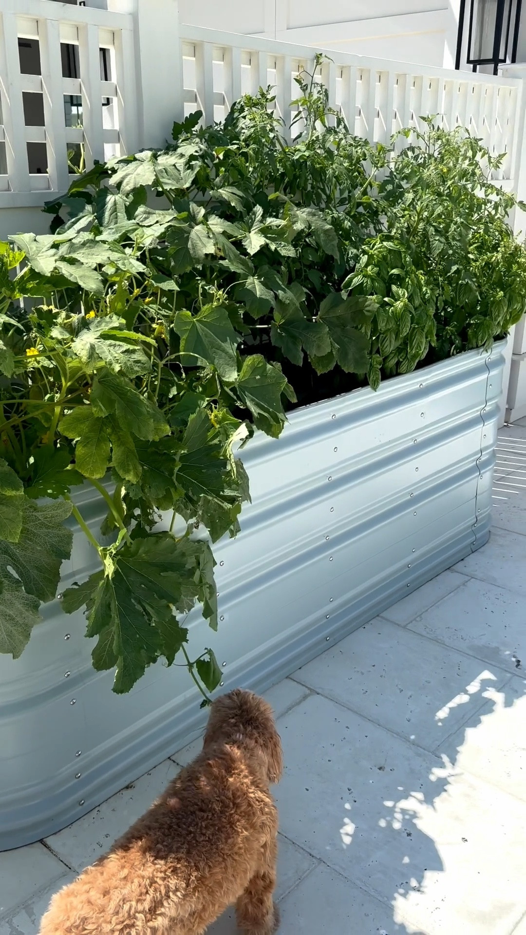 My raised garden bed from @Wayfair  - amazing quality and reviews!

#LTKMothersDay #LTKdayinmylife #LTKSeasonal