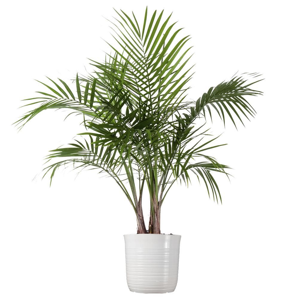 United Nursery Majesty Palm Plant 24 in. to 34 in. Tall in 10 in. White Decor Pot | The Home Depot