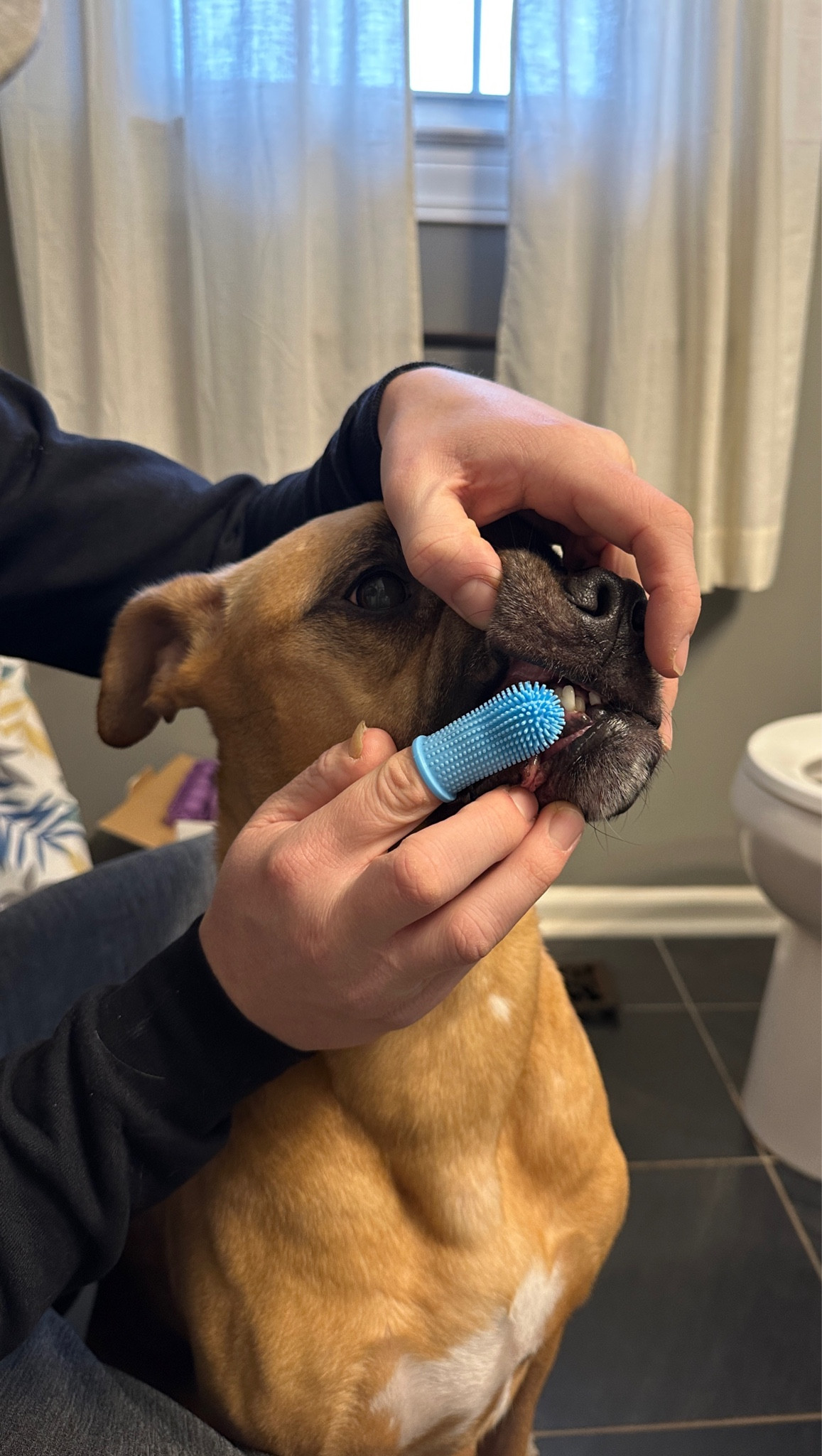 We have found this finger toothbrush to be the easiest way to clean our dog’s teeth especially for dogs who don’t want their teeth brushed!

#dog #dogs #pets #doggrooming #dogproducts 

#LTKFindsUnder50 #LTKPets #LTKHome