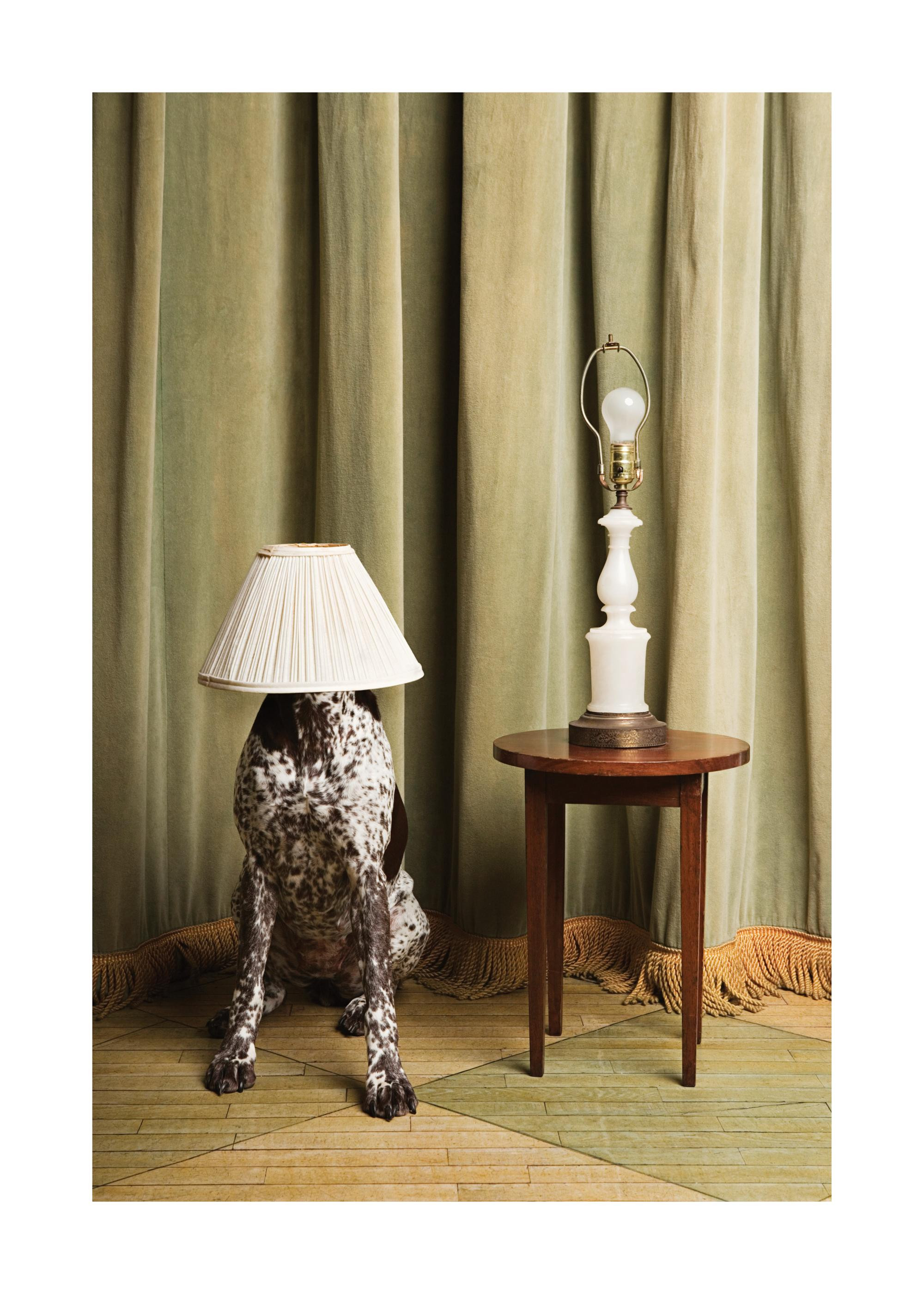 The Dog Lamp Print | Desenio