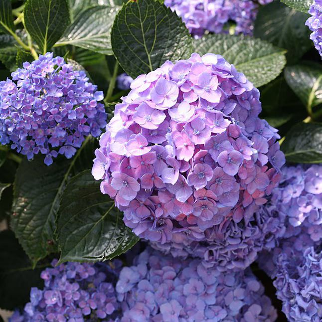 Proven Winners Multicolor Let's Dance Blue Jangles Reblooming Hydrangea Flowering Shrub in 1-Quar... | Lowe's