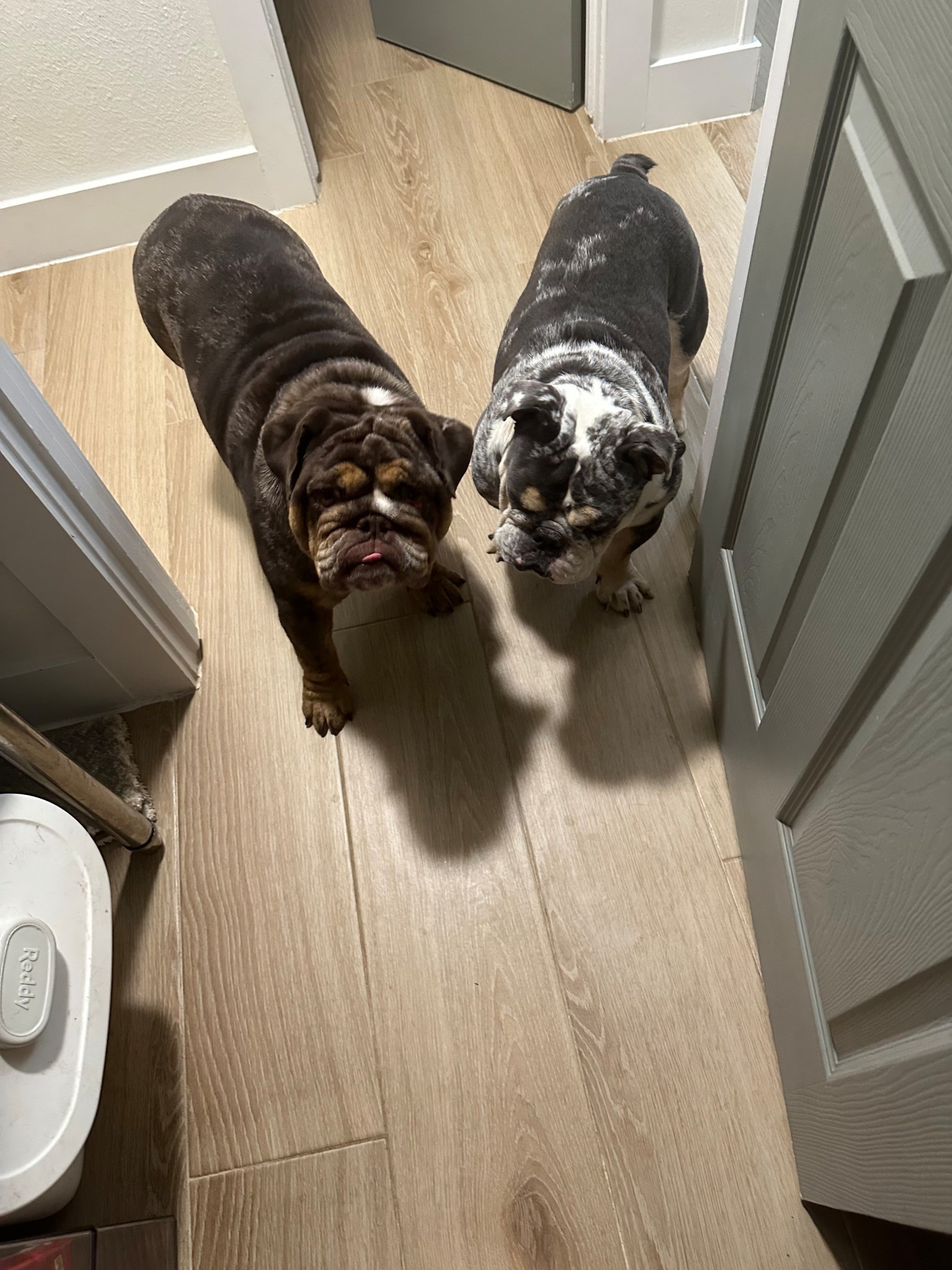 Dunkin and Wally are very particular pups! These are some of their favorite things that keep them healthy and happy! 

#LTKHome #LTKFindsUnder50 #LTKFamily