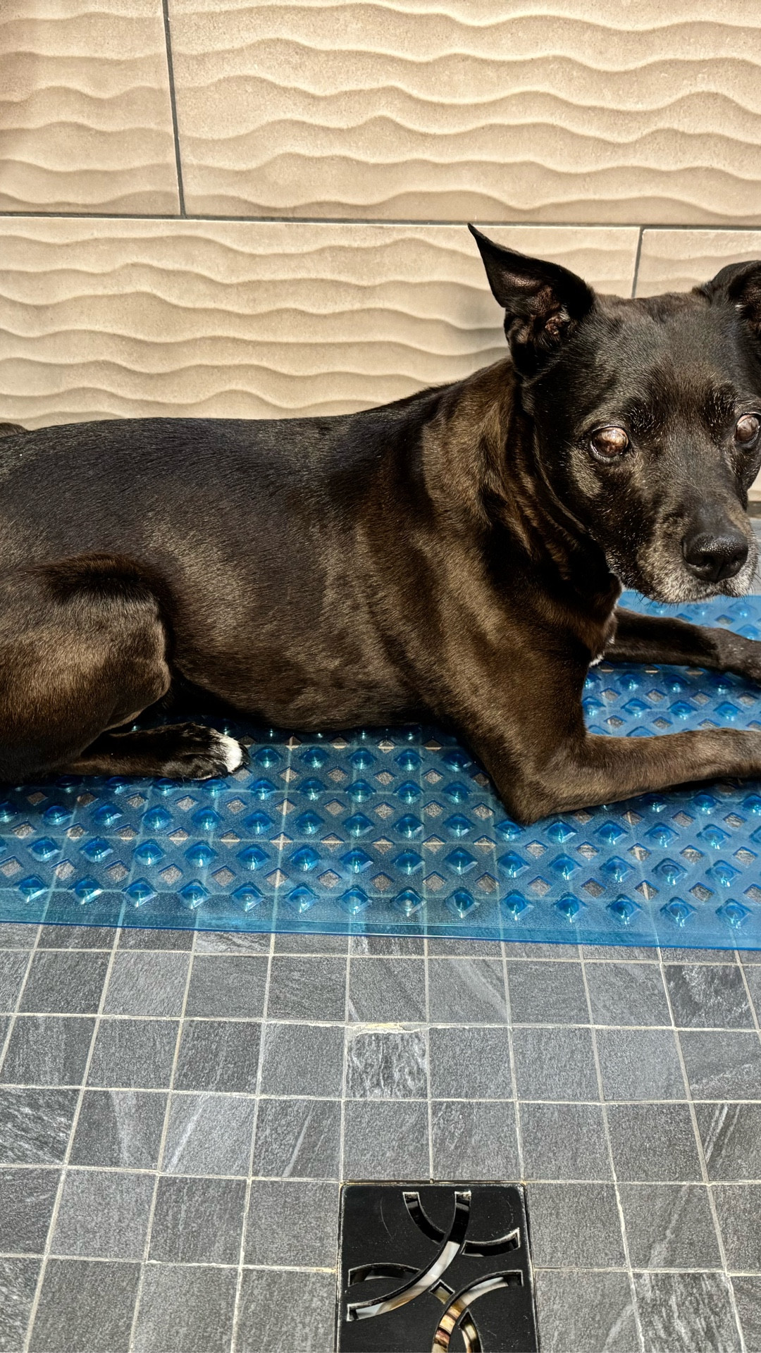 Pet approved non slip bath mat from Homerella over on Amazon. 12 color choices, 250 low profile suction cups keep the mat in place, machine washable and hooks to hang when cleaning or drying  

#LTKHome