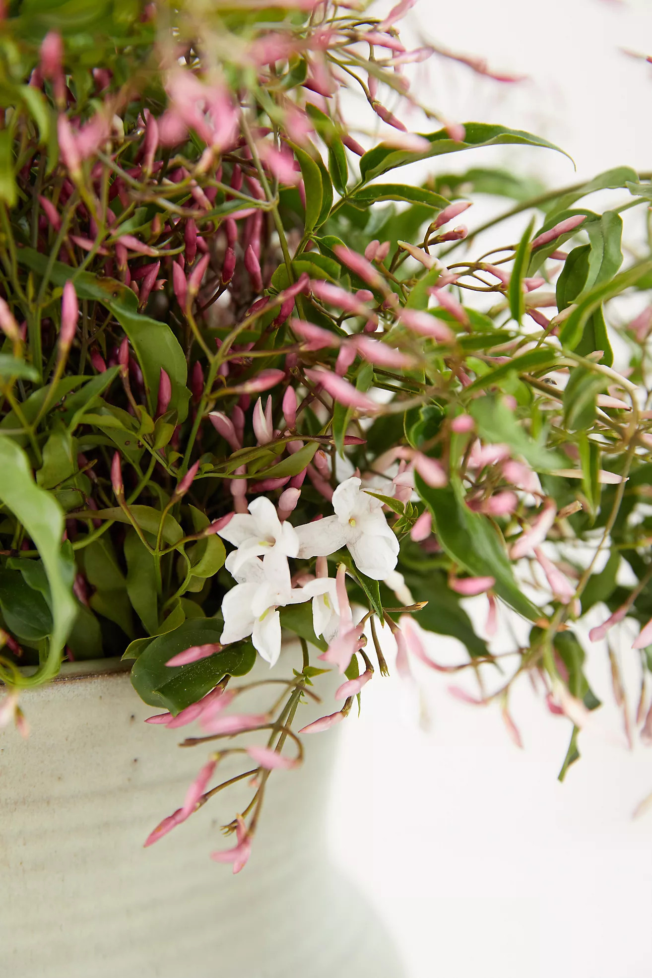 Fresh Jasmine Bunch | Terrain