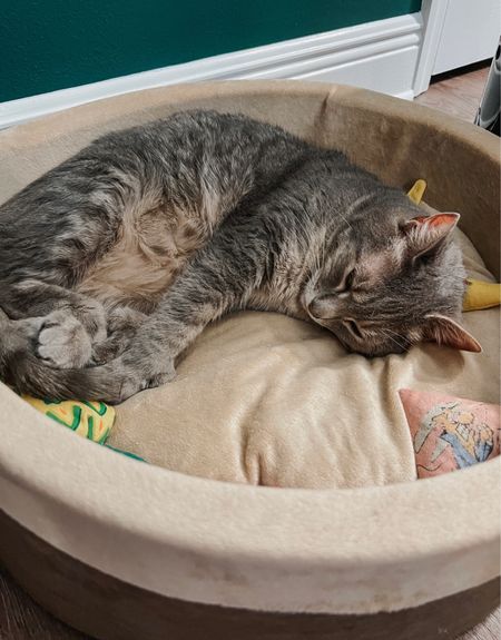The coziest cat bed 😻 this heated pet bed is at the top of my gift guide for cats! Treat your furbaby to a comfy cozy cat nap with one of these 😻 tagging it plus more great gifts for cats here: 

#LTKhome #LTKGiftGuide #LTKfamily
