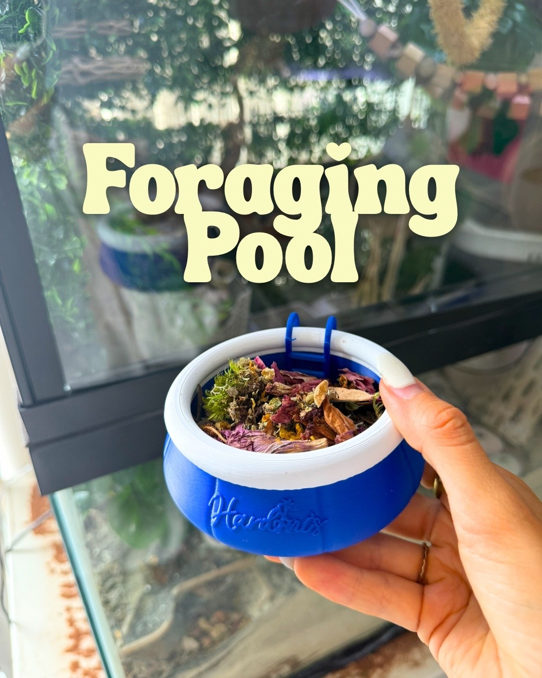 Foraging pool pit for hermit crabs