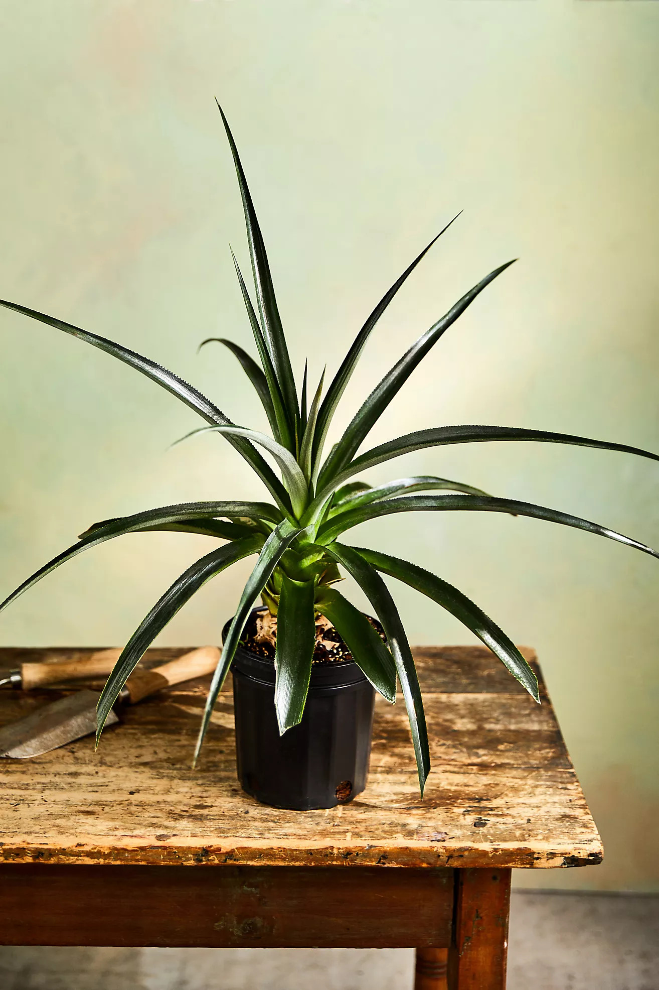 Pineapple Plant | Anthropologie (US)