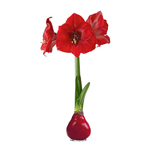 Waxed Amaryllis Bulb – Red Wax with Red Blooms – Live Holiday Gift Plant, Easy Care, No Watering Needed | Amazon (US)