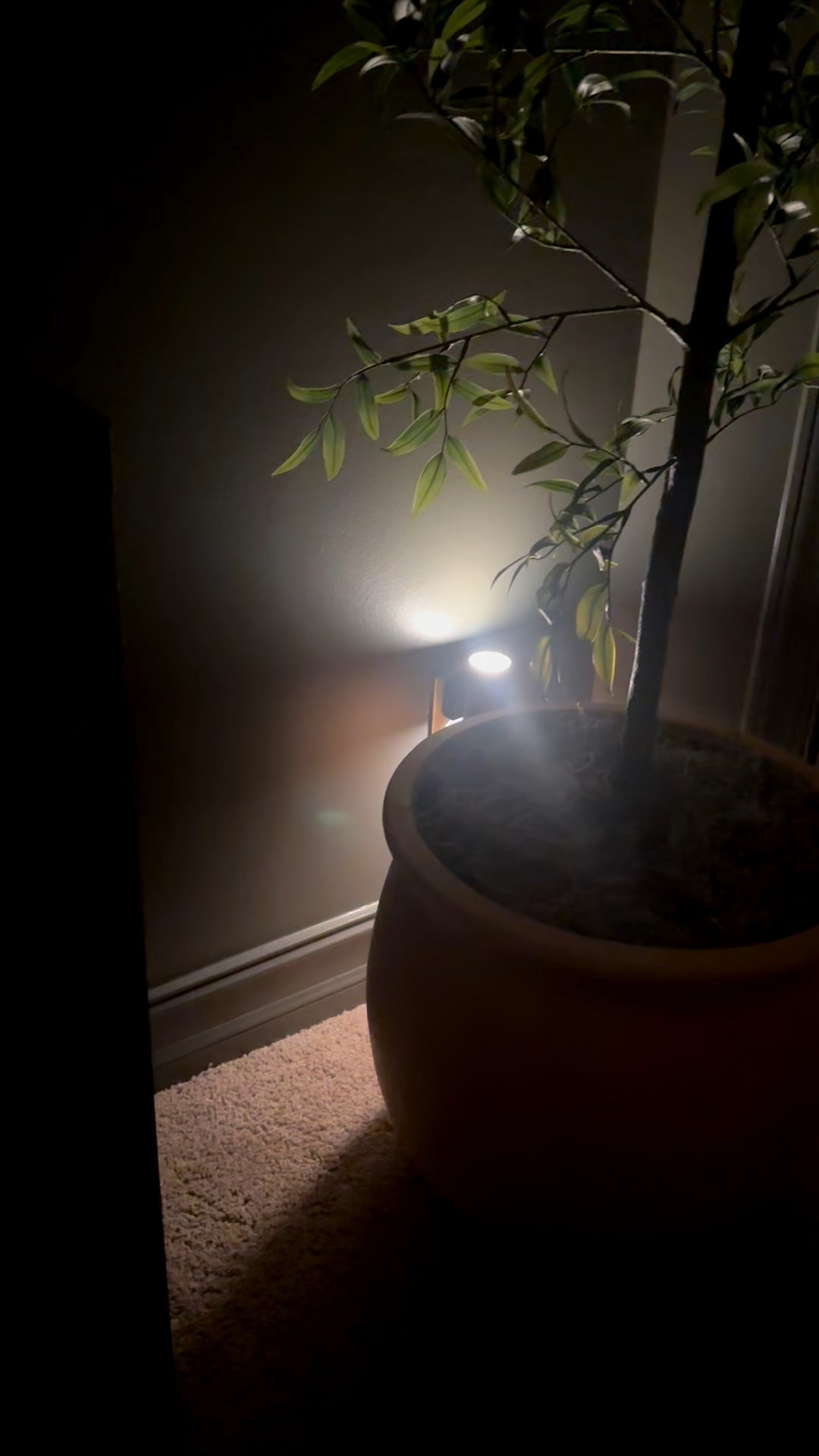 Amazon nightlights are dimmable and have a dusk till dawn sensor  

#LTKHome