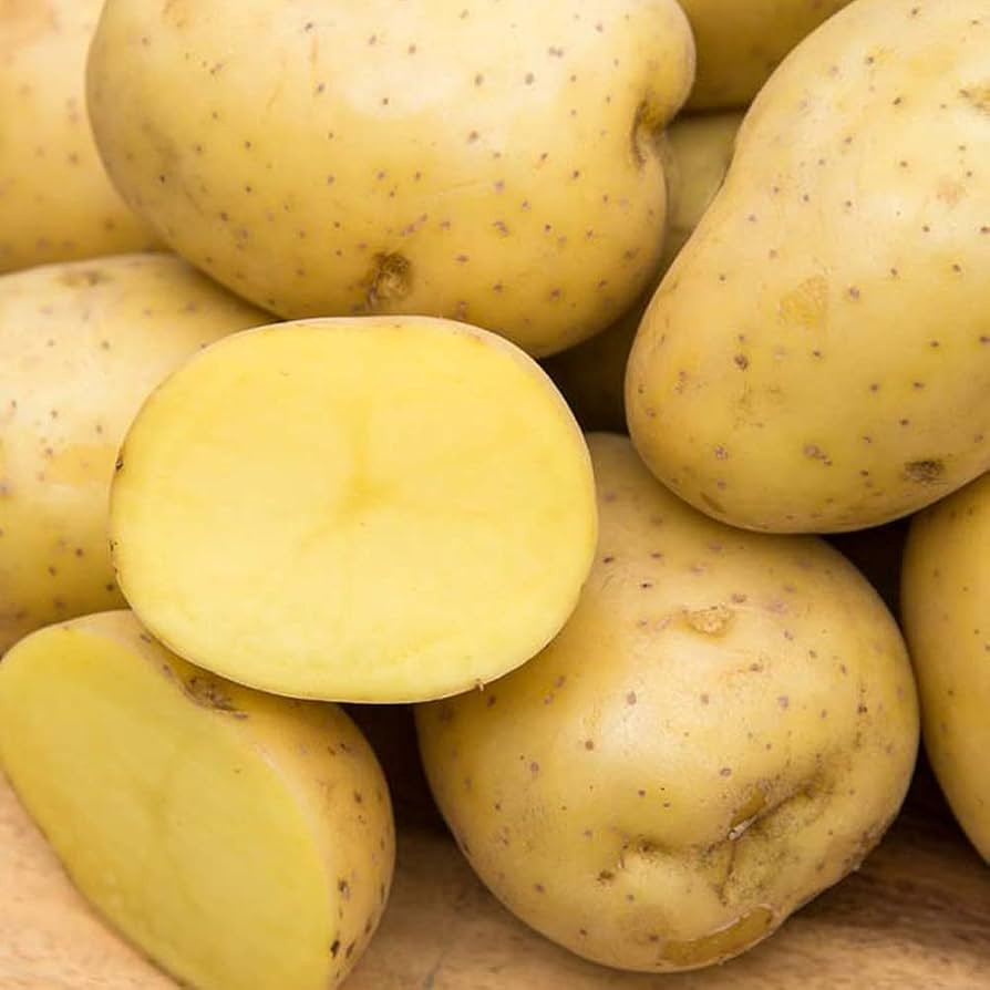 Gurney's Seed & Nursery Company Yukon Gold Seed Potato - Best Early Eating Potato on The Market -... | Amazon (US)
