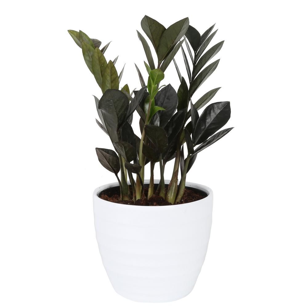 Trending Tropicals Raven ZZ Plant in 6 in. Ceramic Pot | The Home Depot