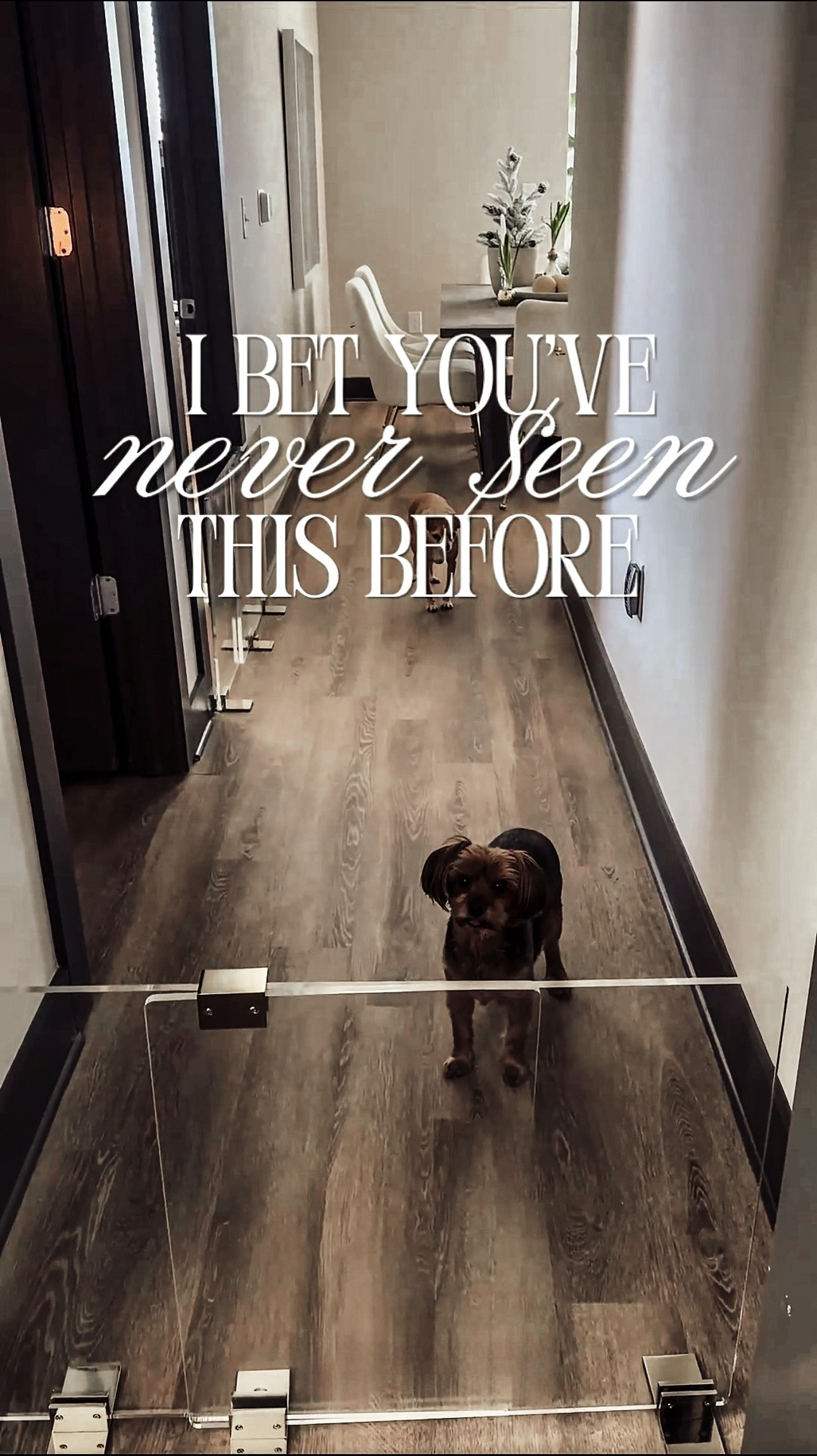Apartment Therapy: Clear pet gates and kennels for small dogs. 

Scroll to shop. 

#LTKPet #LTKHome