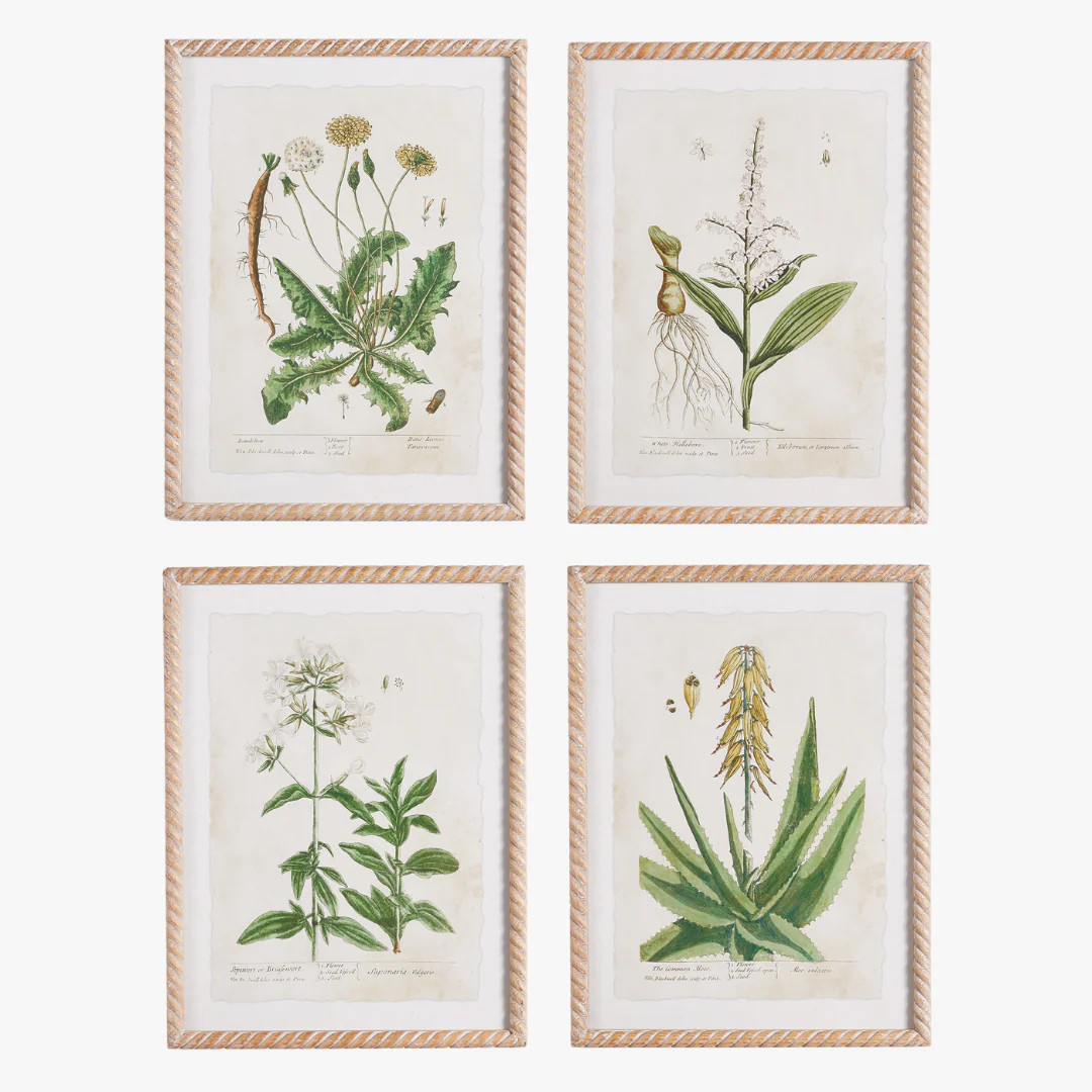 Botanical Study Framed Prints | Dear Keaton