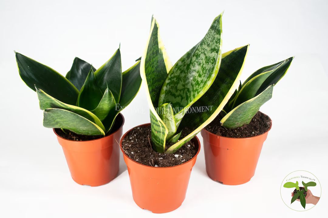 3 Snake Plant - Sansevieria Assorted Variety from California Tropicals | Etsy (US)