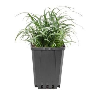 METROLINA GREENHOUSES Mondo Ground Cover Plant (1-Plant)-42700 - The Home Depot | The Home Depot