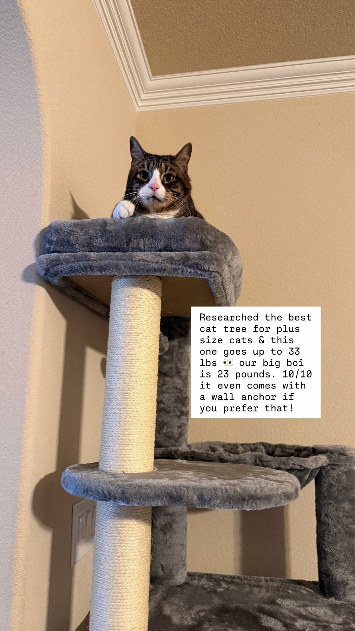 Researched the best cat tree for plus size cats & this one goes up to 33
Ibs! Our big boi is 23 pounds. 10/10
it even comes with a wall anchor if you prefer :)

#LTKHome #LTKmomlife #LTKstorytime
