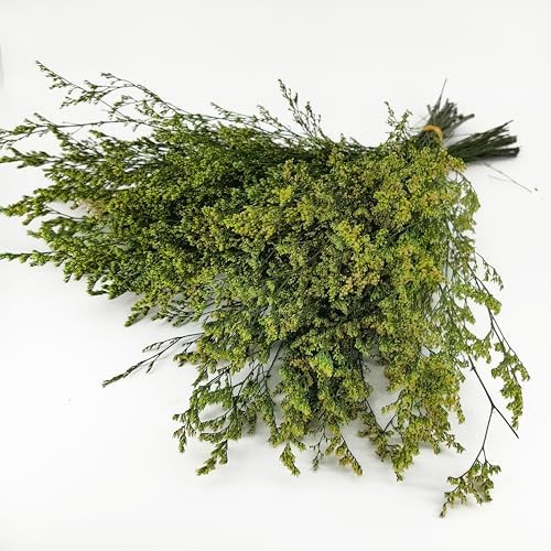 Birtlynn Preserved Caspia Statice Flower Bouquets, 100% Natural Long Lasting Flowers, 17 Inch Arr... | Amazon (US)