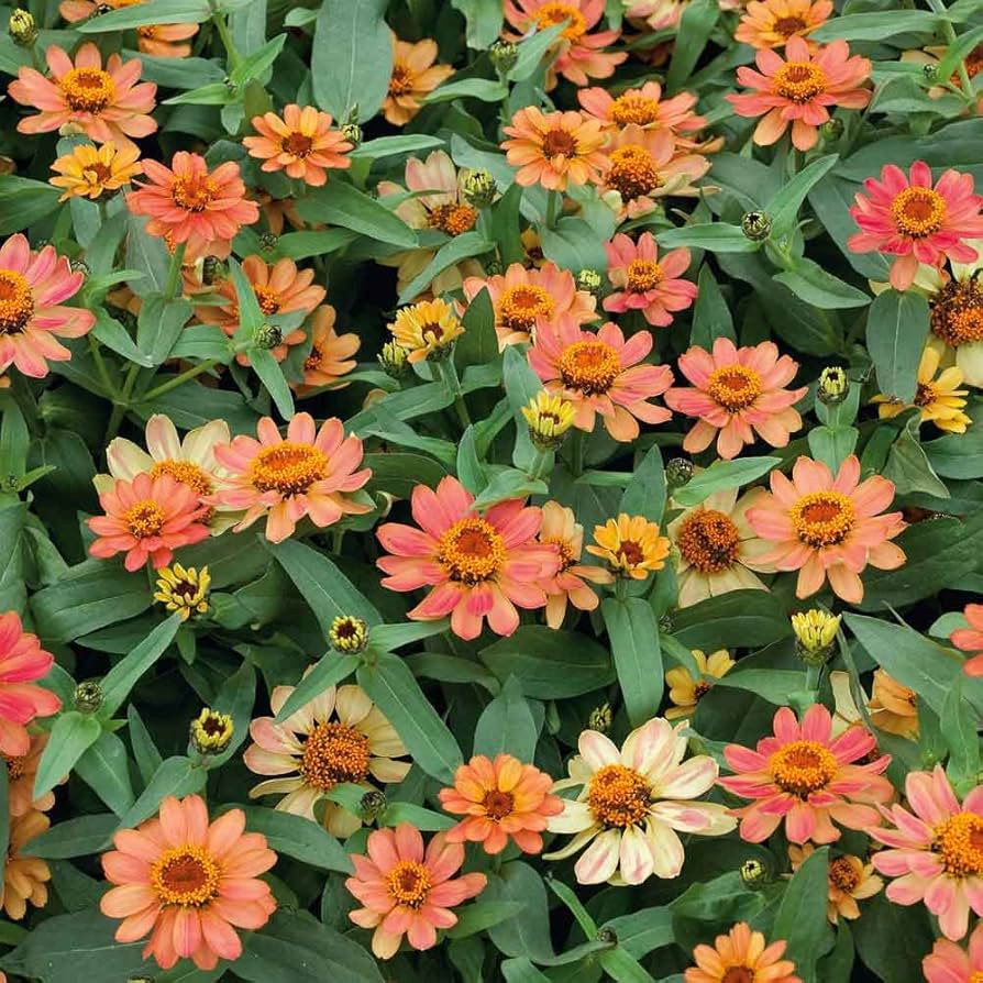 Eden Brothers Zinnia Seeds - Profusion Apricot, Non-GMO Seeds for Planting, Packet | Low-Maintena... | Amazon (US)