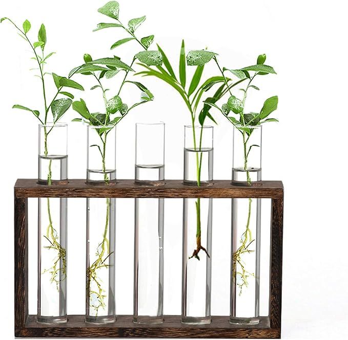 Amazon.com: XXXFLOWER Wooden Stand with 5 Test Tube Propagation Station Wall Hanging Glass Plante... | Amazon (US)