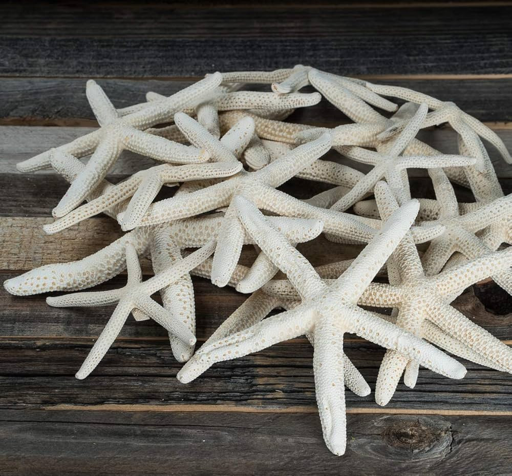 Finger Starfish - White Uniquely Shaped Assortment 2" to 5" - 15 Pieces - Craft Starfish - Imperf... | Amazon (US)