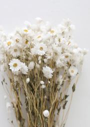 White Preserved Rodanthe Flowers - 22-28" Tall | Afloral (US)