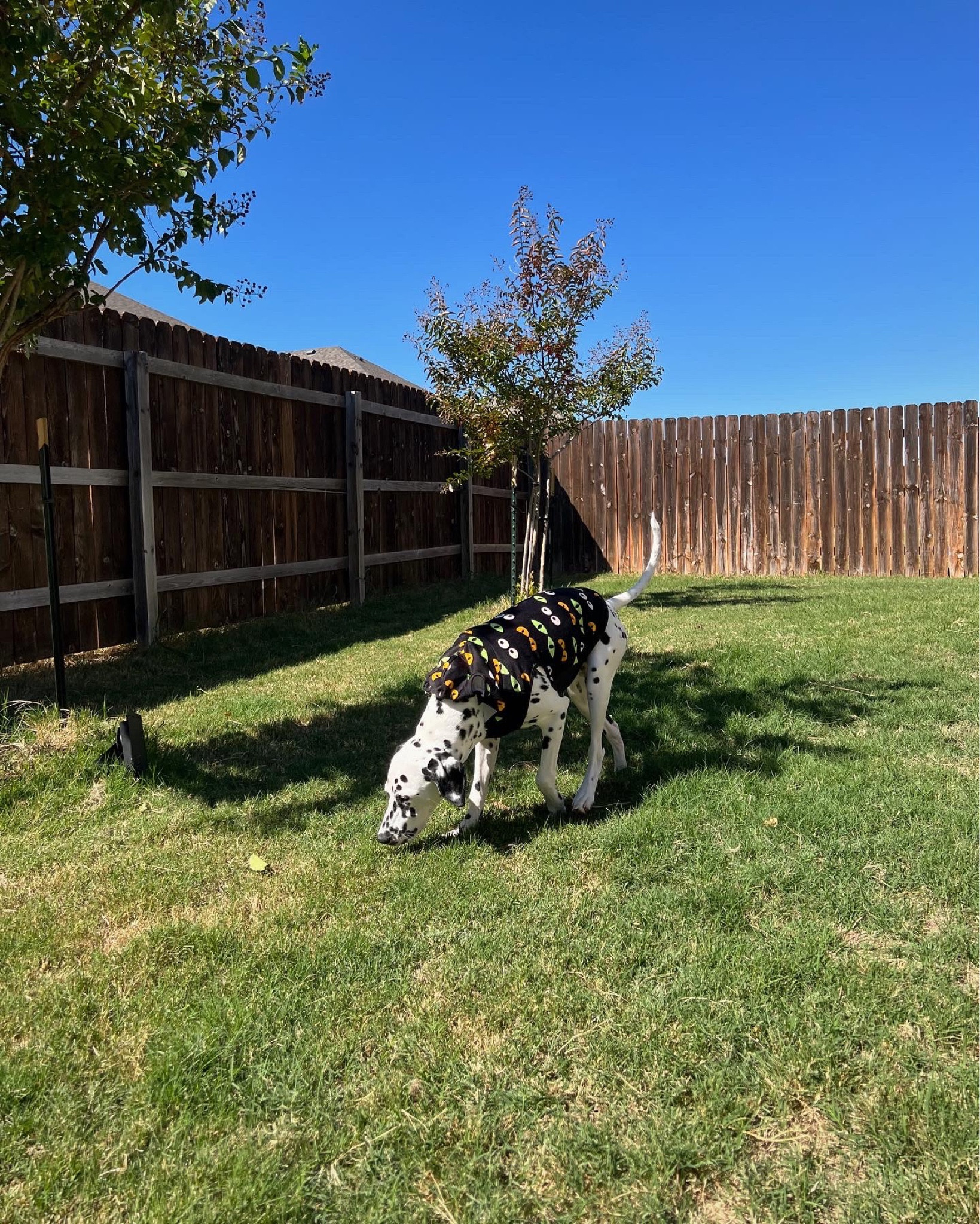 dog spooky hoodie 👻🎃👀

#LTKHalloween #LTKHoliday #LTKSeasonal
